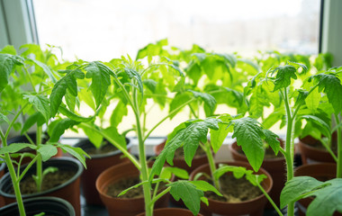 Young tomato plants on windowsill at home.