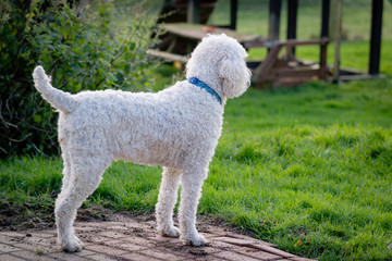 Large white collared standard poodle dog in natural coat staring out wistfully towards rural countryside from garden patio