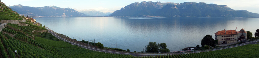 Vineyard near lake Geneva