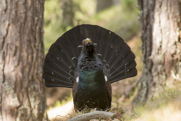 Western capercaillie wood grouse on display