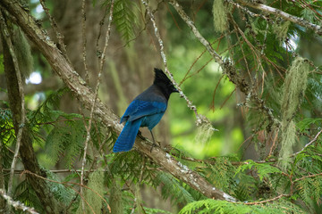 Beautiful Stellar's Jay showing off her colors