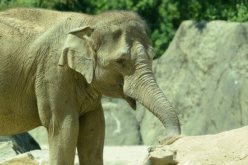 Fototapeta premium indische Elefanten