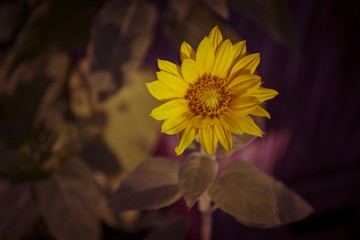Sonnenblume