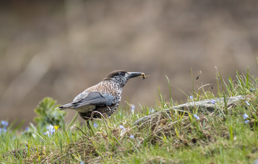 nutcracker bird