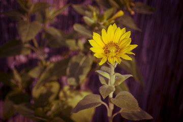 Sonnenblume