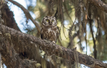 Boreal owl in old-growth forest