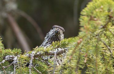 nutcracker bird