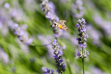 Ein Taubenschwänzchen an einer Lavendelblüte