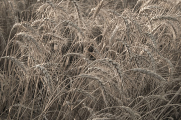 Mature wheat ears. Good grain yield