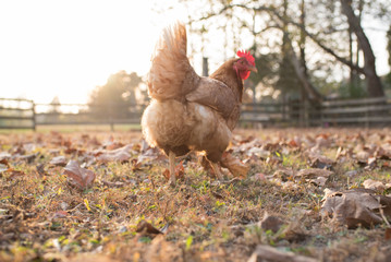 Red Hen 2