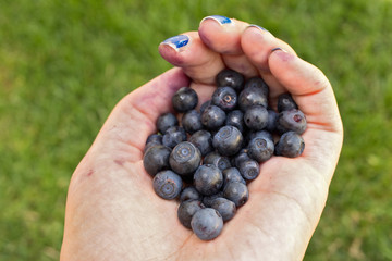 Woman´s palm full of ripe blueberries. Summer south Bohemia. 