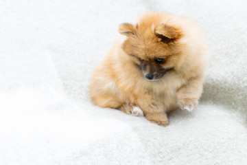 A close up shot of an orange colored pomerenian cute fluffy puppy on a light background