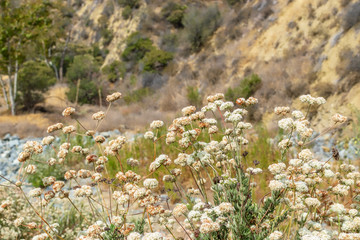 Morning sun lights desert flowers on hot day with room for text in nature background