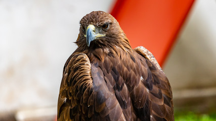 Raptor on show at Prague Castle