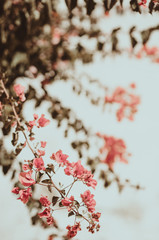 Nature poster. Buganvilla in the garden