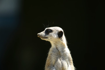 Erdmännchen vor schwarzem Hintergrund