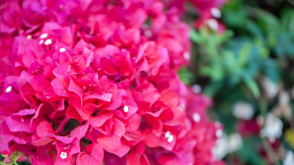 Bougainvillea, bardovo red flowers, texture, background