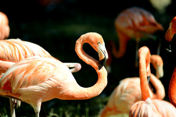 Flamingos im Tierpark