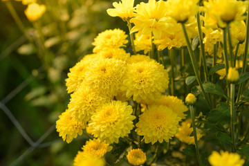Background of yellow flowers