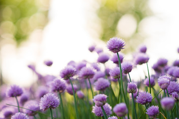 Obraz premium Chive flowers