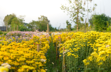 Background of yellow flowers