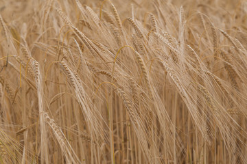 Fototapeta premium Barley