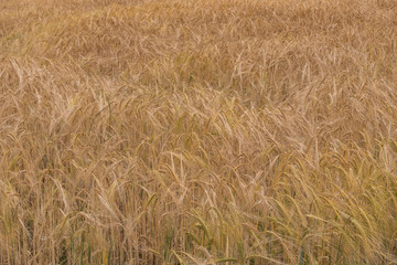 Barley
