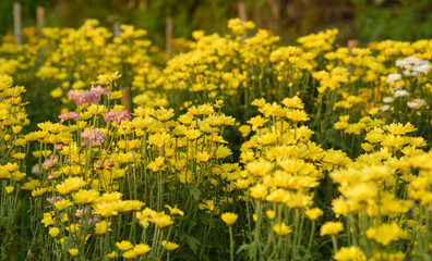 Background of yellow flowers