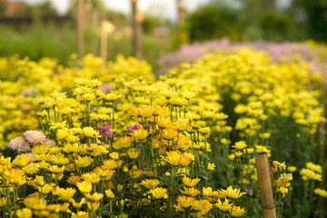Background of yellow flowers