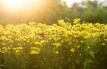 Obraz premium Background of yellow flowers
