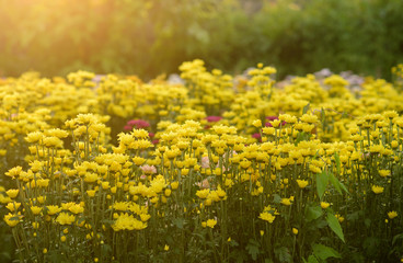 Background of yellow flowers
