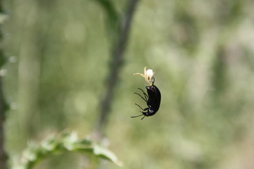 Spider on the hunt