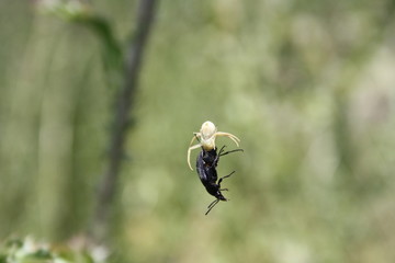 spider (misumena vatia) caught a beetle