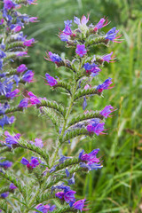 The vivid blue flowers of Viper's bugloss, also known as Blueweed, a beautiful wildflower