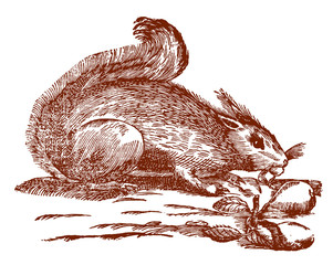 Nibbling red squirrel (sciurus vulgaris) in side view. Illustration after a historical woodcut engraving from the 17th century