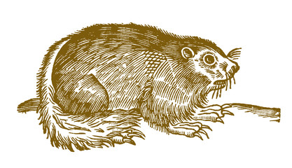 Alpine marmot (marmota marmota) with long claws. Illustration after a historical woodcut engraving from the 17th century