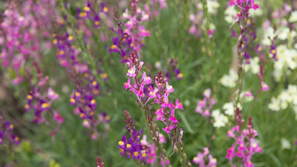 Pretty pink flowers