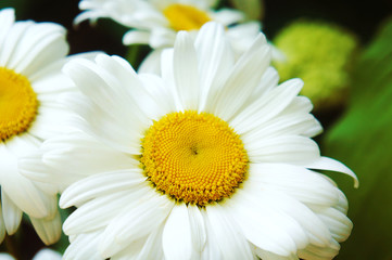 Obraz premium white big flower chamomile, flowers chamomile close-up, yellow middle white petals, close-up