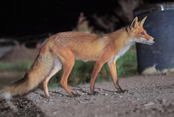 Red fox comes to the city at night