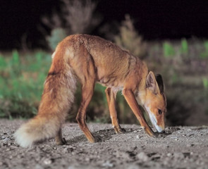 Red fox comes to the city at night