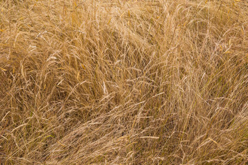 Dry meadow grass