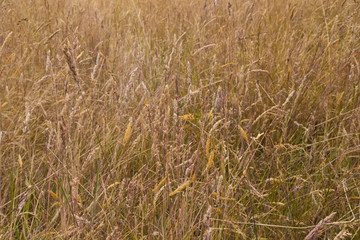 Dry meadow grass