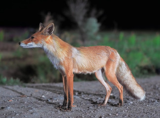 Red fox comes to the city at night