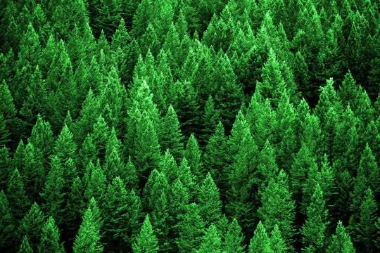 Fototapeta Pine Forest in Wilderness Mountains