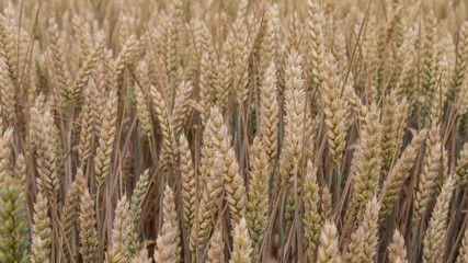 Fototapeta premium A field of wheat
