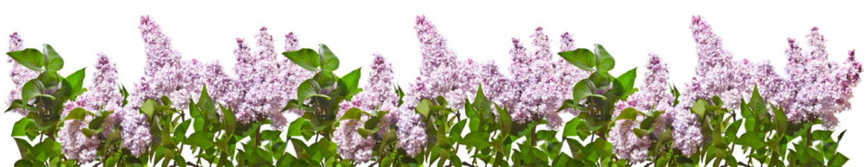 Row of bouquets of  lilac lilacs on a white background.
