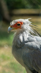 Vogel