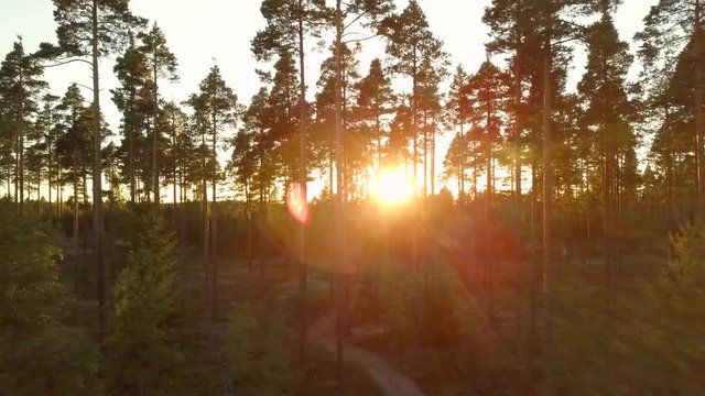 Sunset seen through pine trees