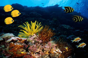 Fototapeta na wymiar Underwater scenic moment with salwater reef fishes