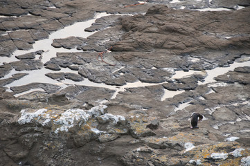 New Zealand Beach and Yellow Eyed Penguin